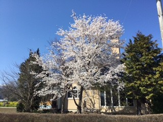 桜の木